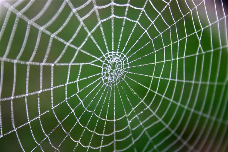 Dew on Spiderweb