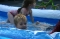 Swimming with the Big Kids