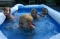Swimming Race
