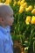 Yellow Tulip Patch