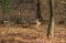 Oh, Deer